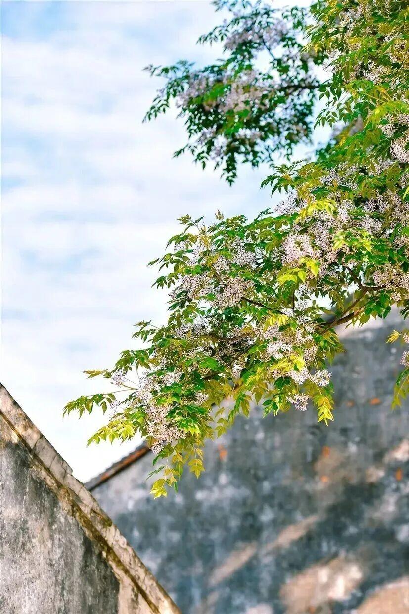 2026年苏州六大区老旧小区/城中村改造完整名单，一目了然👇一、姑苏区（