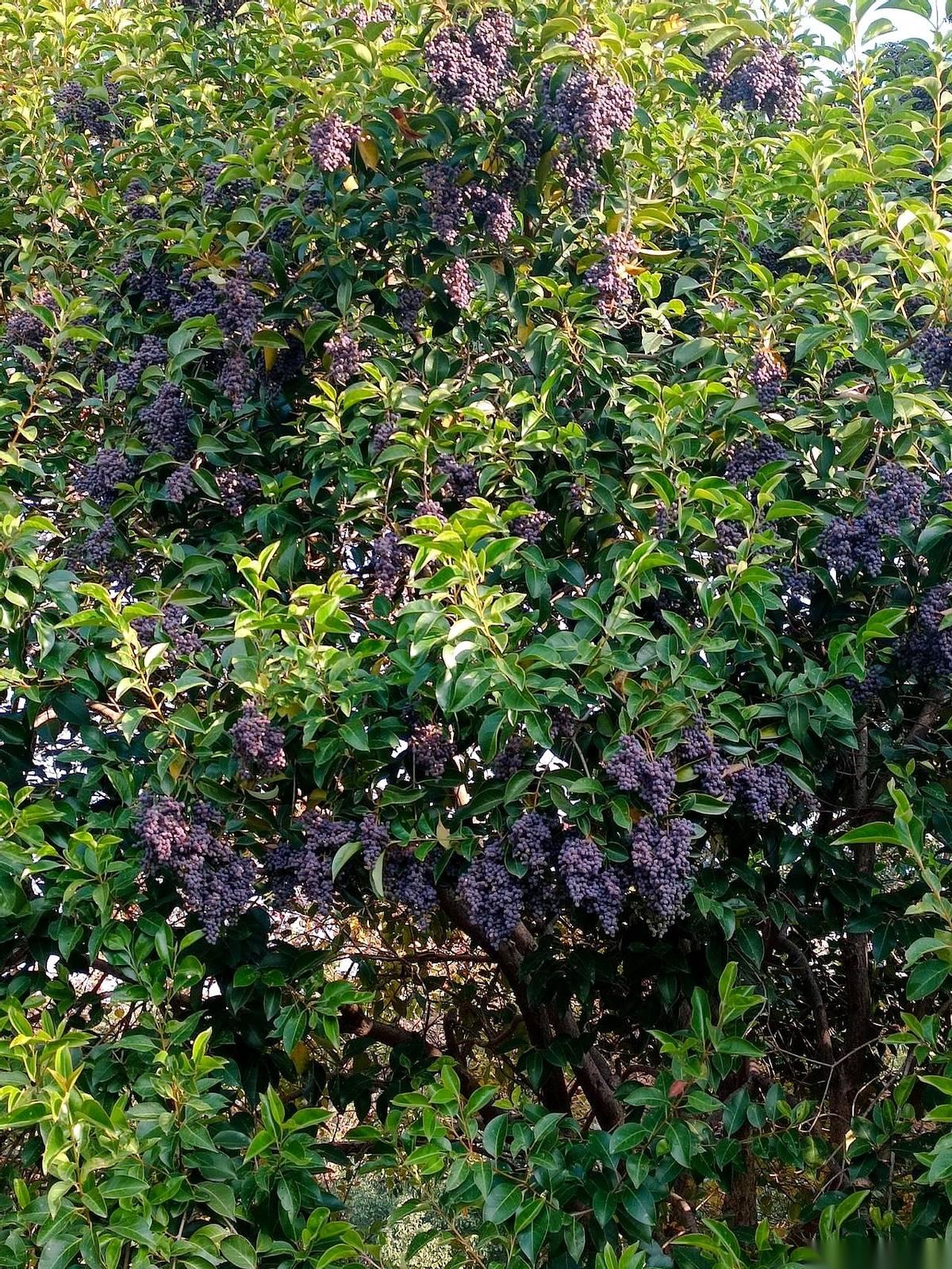 眼珠子都黄了，还以为是自己没睡好。鼻子尖莫名其妙地红，以为是要长痘。结果呢？