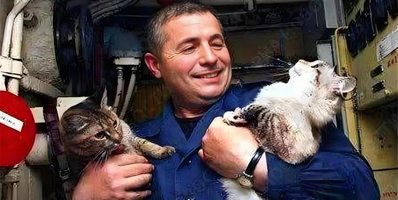 航母上为什么要养猫？难道真的是为了抓老鼠？那你就大错特错了，航母上的猫，可大有作