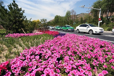 花街营造,盆花造景项目:实施力盟步行街,西宁大厦等26处盆花景点