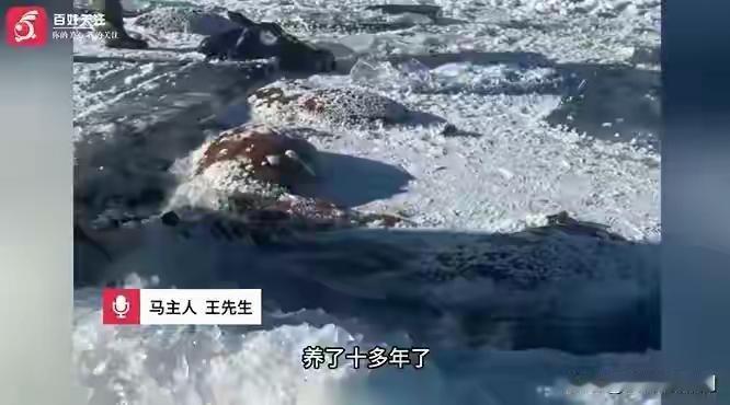 【水库冰面下现13匹“冻当”！背后真相竟然让人震惊……】寒冬时节，冰封的湖面