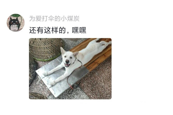 原来畜牧站也可以给小猫小狗看病