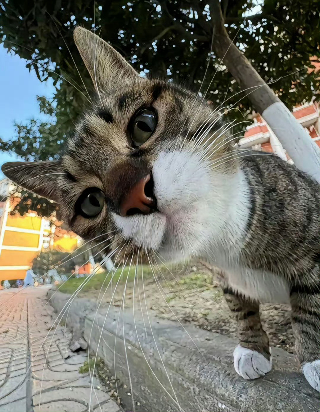 猫咪：拍啥呢？让你拍了吗🤨