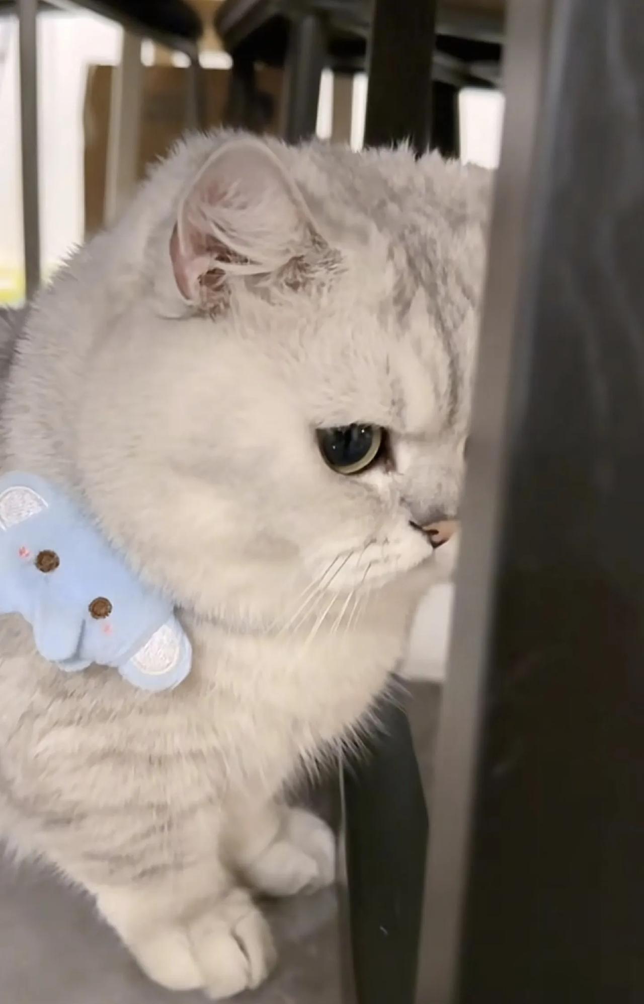 小猫咪闹脾气啦！上个月从朋友家抱回一只小猫，当时一眼就看中了它，这一个月来