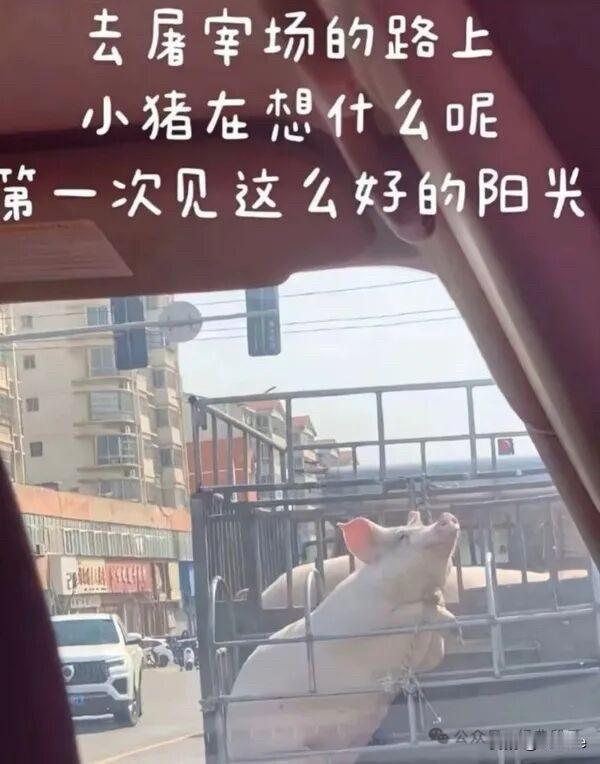 “小猪的旅途：第一次见这么好的阳光”🐷🌞