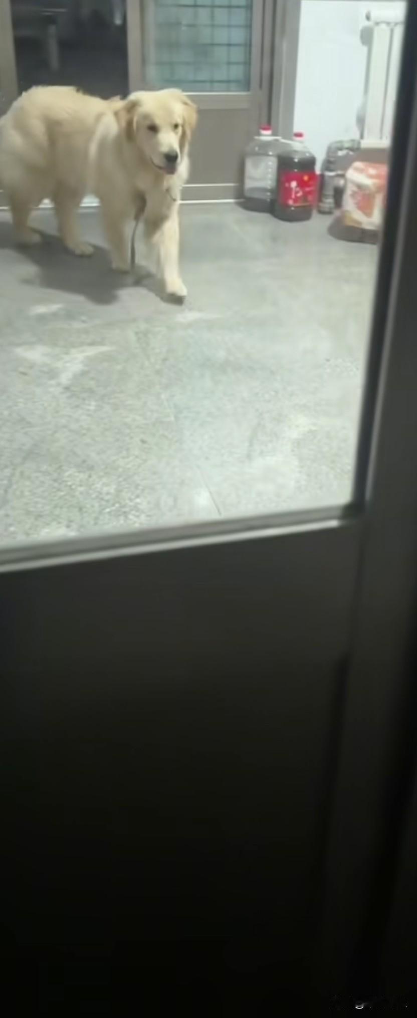 主人离开一个多月，狗狗以为被抛弃了。当它看到我回家的瞬间，立刻飞奔过来。旁人瞧见