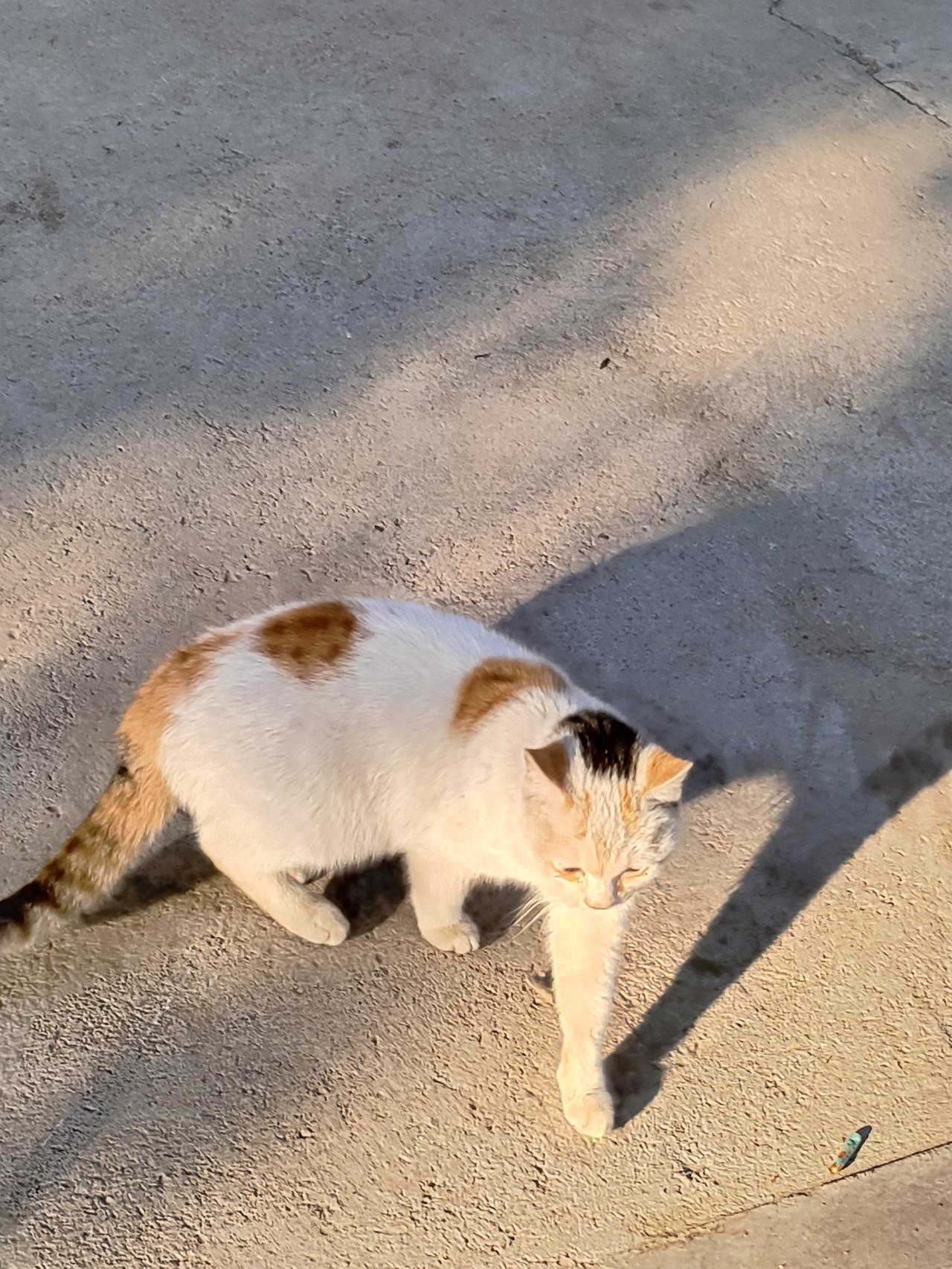 🐈光斑在地面织网，猫咪把影子当作玩伴，每一步都踩着黄昏的温柔褶皱。🌇橘