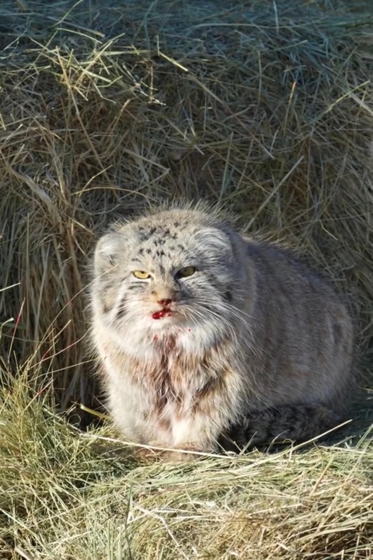 内蒙古一位牧民家的大狗守了一辈子羊圈，这次咬了一只长相奇特的“野猫”，牧民开始并