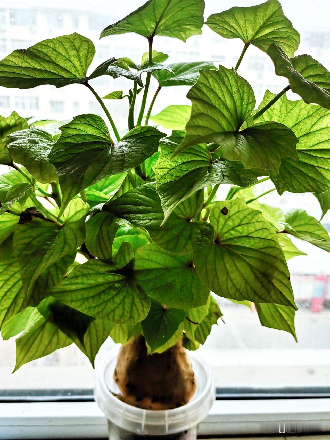 友你来猜猜这是什么？我的水培长得如此茂盛。这可是我水培的红薯，长得枝繁叶