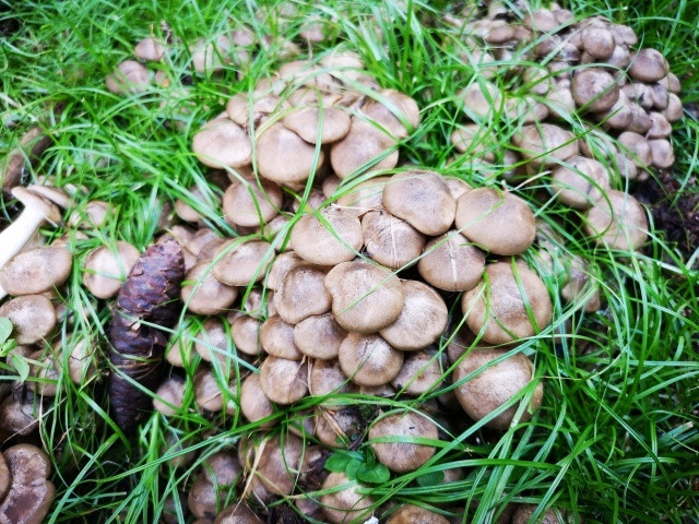 林菇共育 贺兰山野生食用菌研究取得新进展
