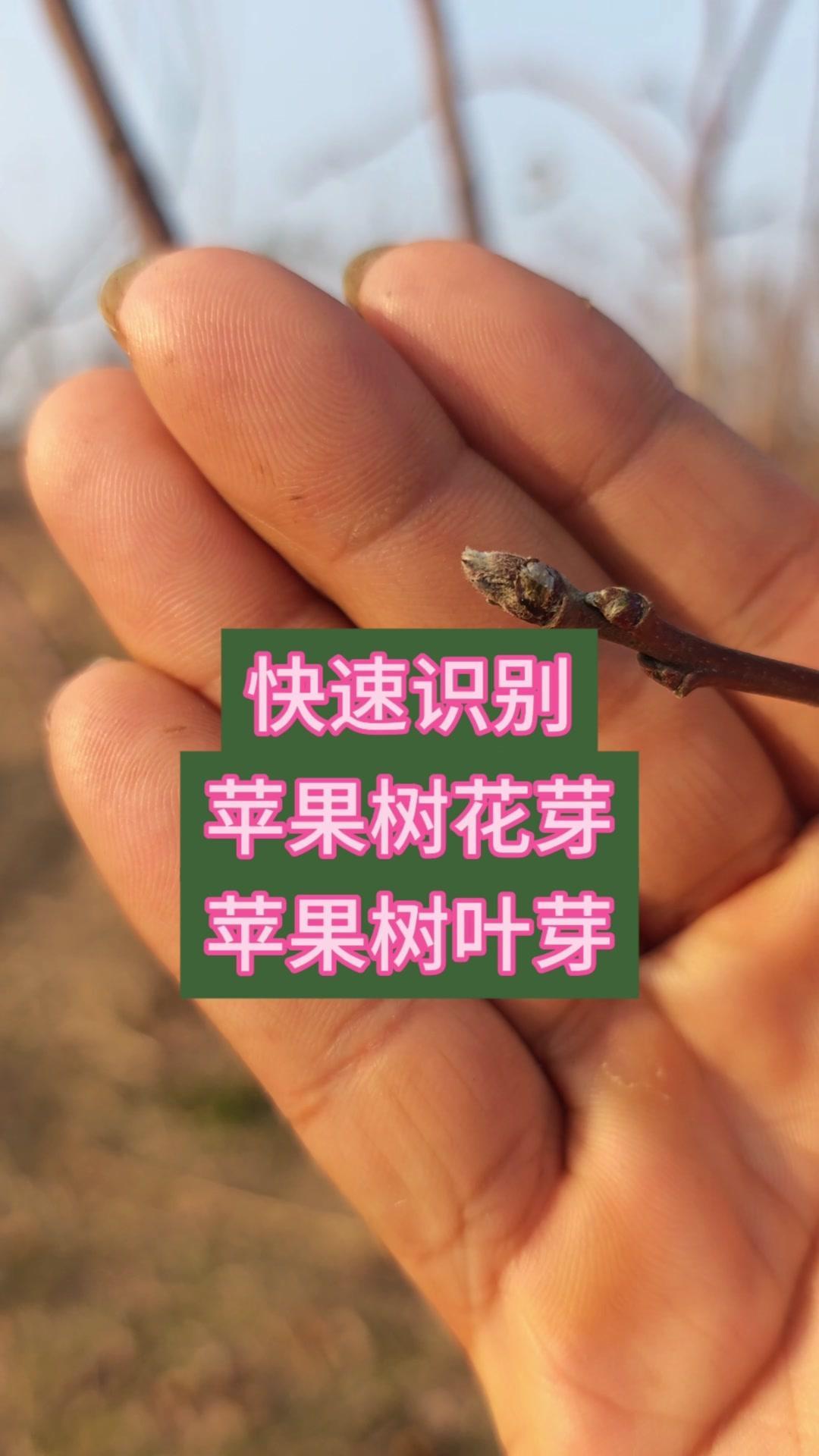 如何快速区分苹果花芽和叶芽？🍎苹果花芽叶芽这样看这是苹果树的花芽，呈圆锥状，