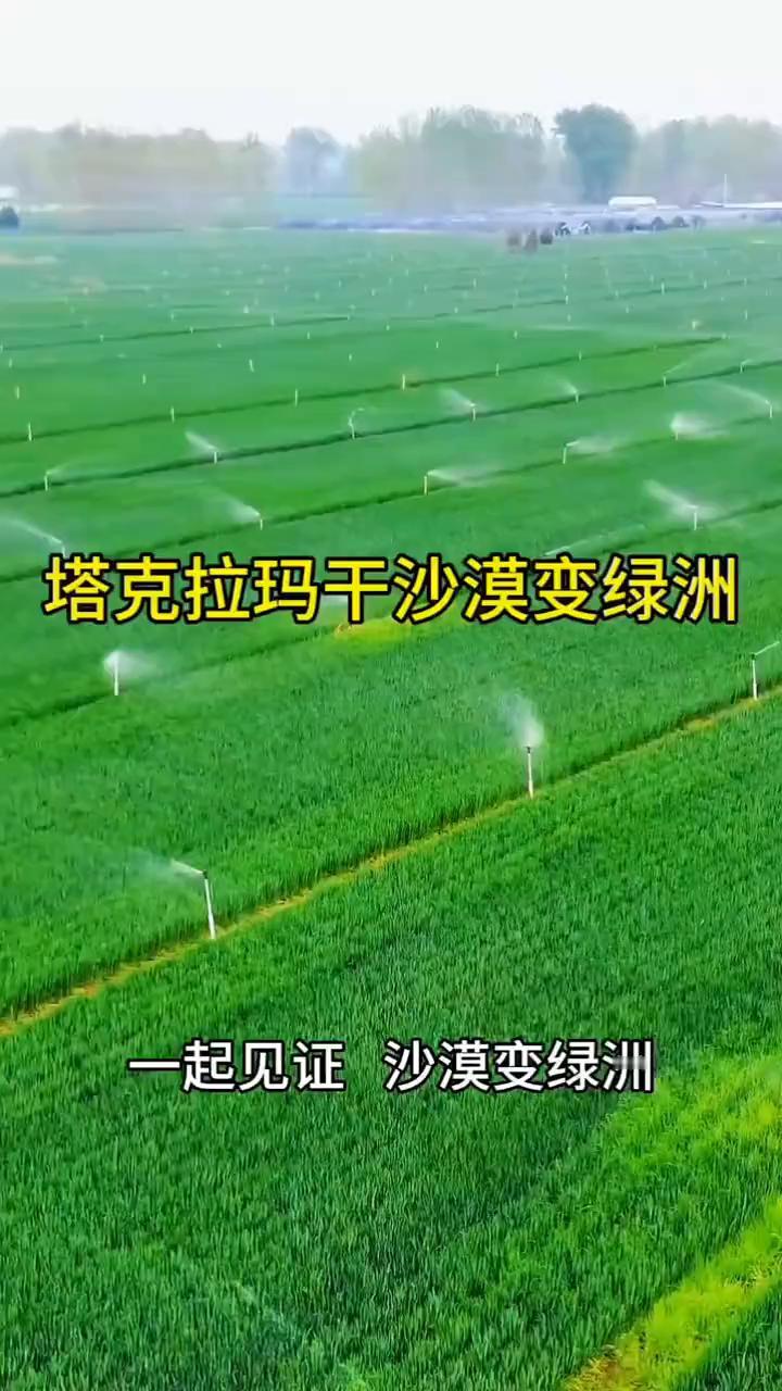 塔克拉玛干沙漠变绿洲。兵同日报。这里是塔克拉玛干沙漠，也是7.38万亩新推平