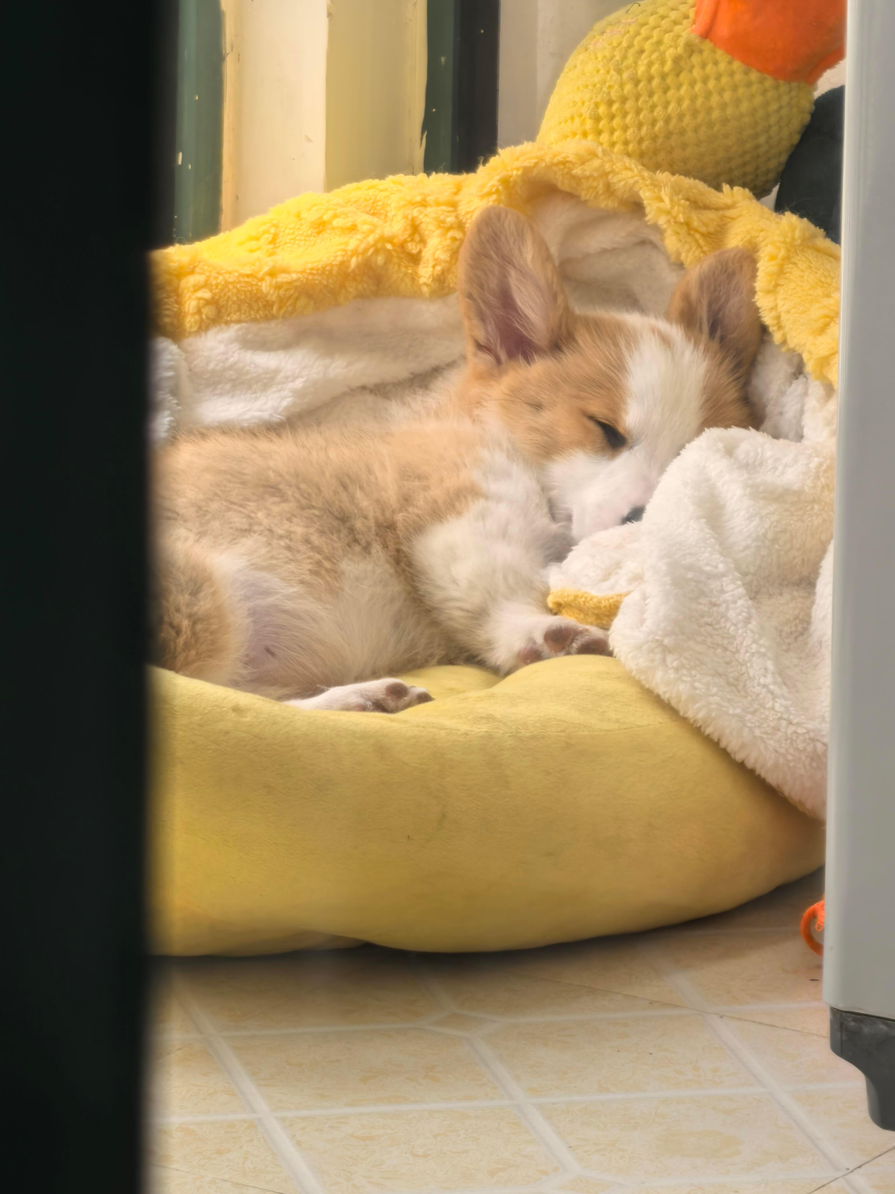 每天早上上班出去都要轻轻的，小狗还在睡觉呢🤫