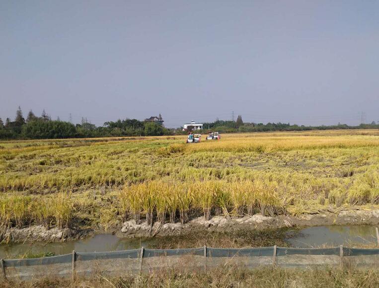 浙江海宁市稻虾共生试点综合效益显著