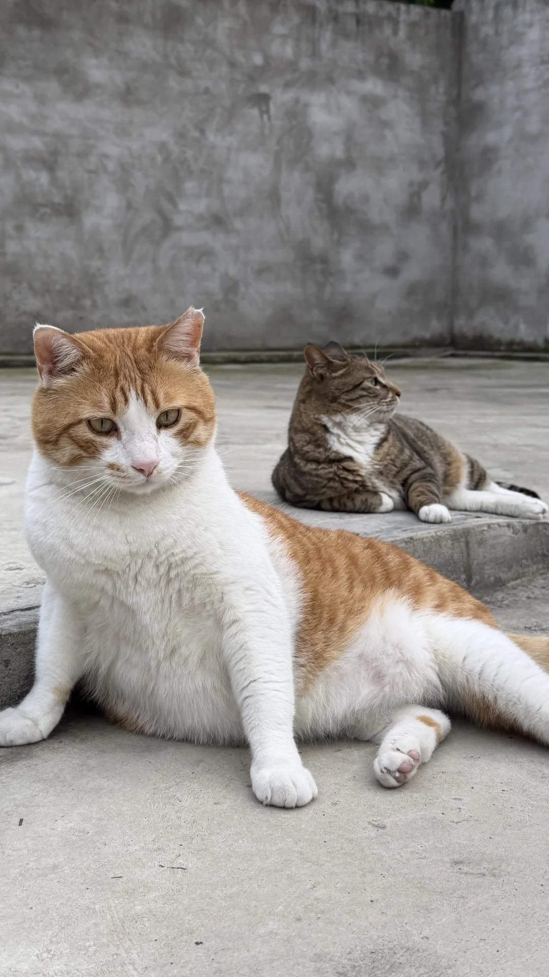 为了几十只猫有个落脚处 只能在农村