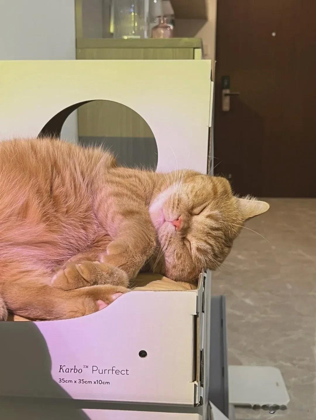 网友：要不要叫它起来吃饭不吃不喝睡一天了都...