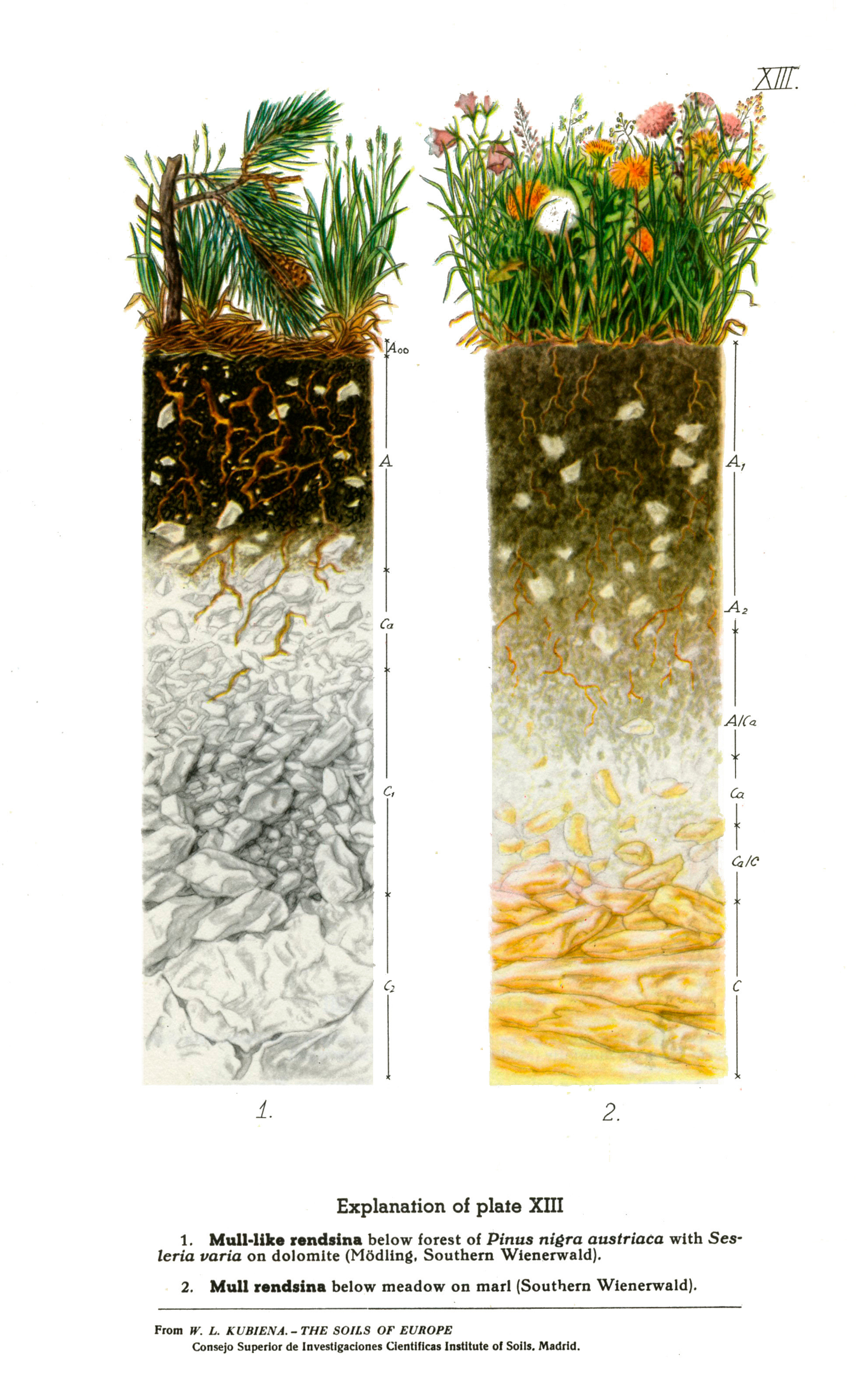 12月5日是世界土壤日。¹最喜欢看土壤剖面图，让我们得见一个物种立足根本下面的