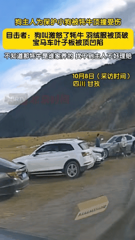 四川甘孜发生了一件让人捏把汗的事：一名女游客带小泰迪在草场玩耍时，小狗冲一头家养