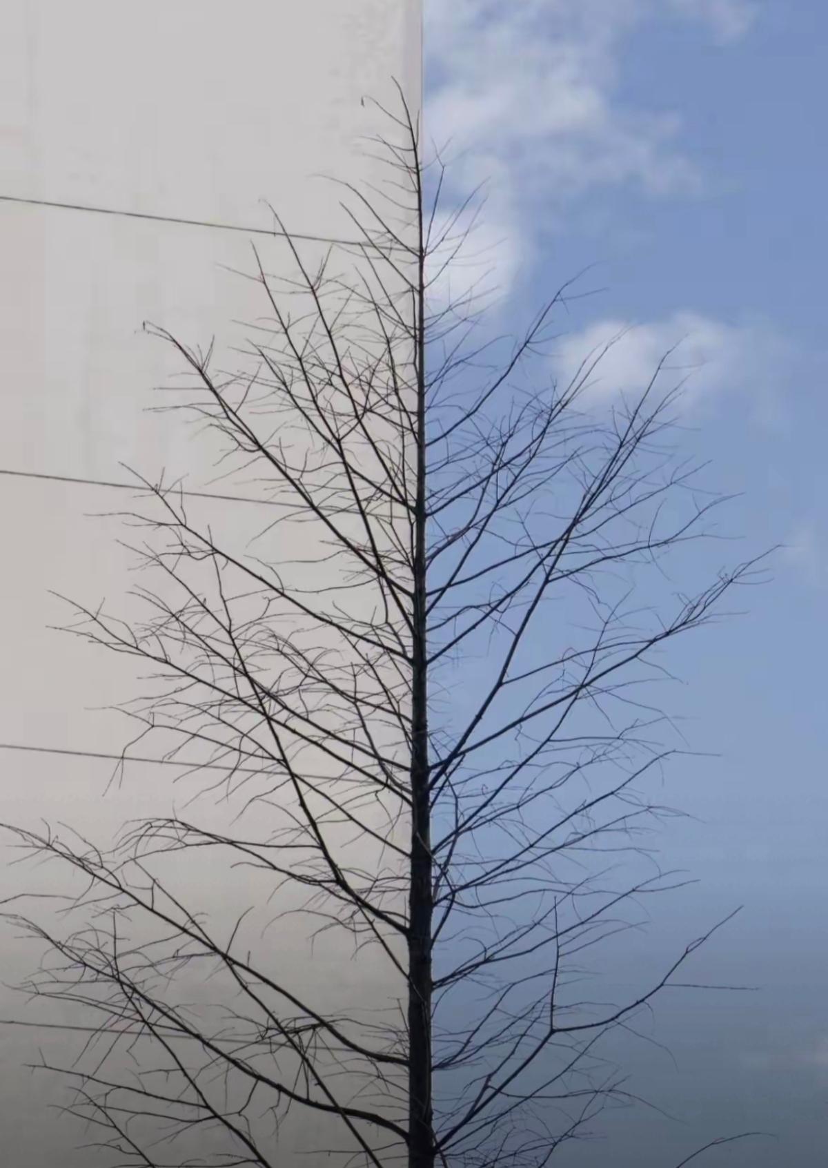 一棵光秃秃的树，天空有点阴，刚好把房子和蓝天分成两半，摄影师太妙了。