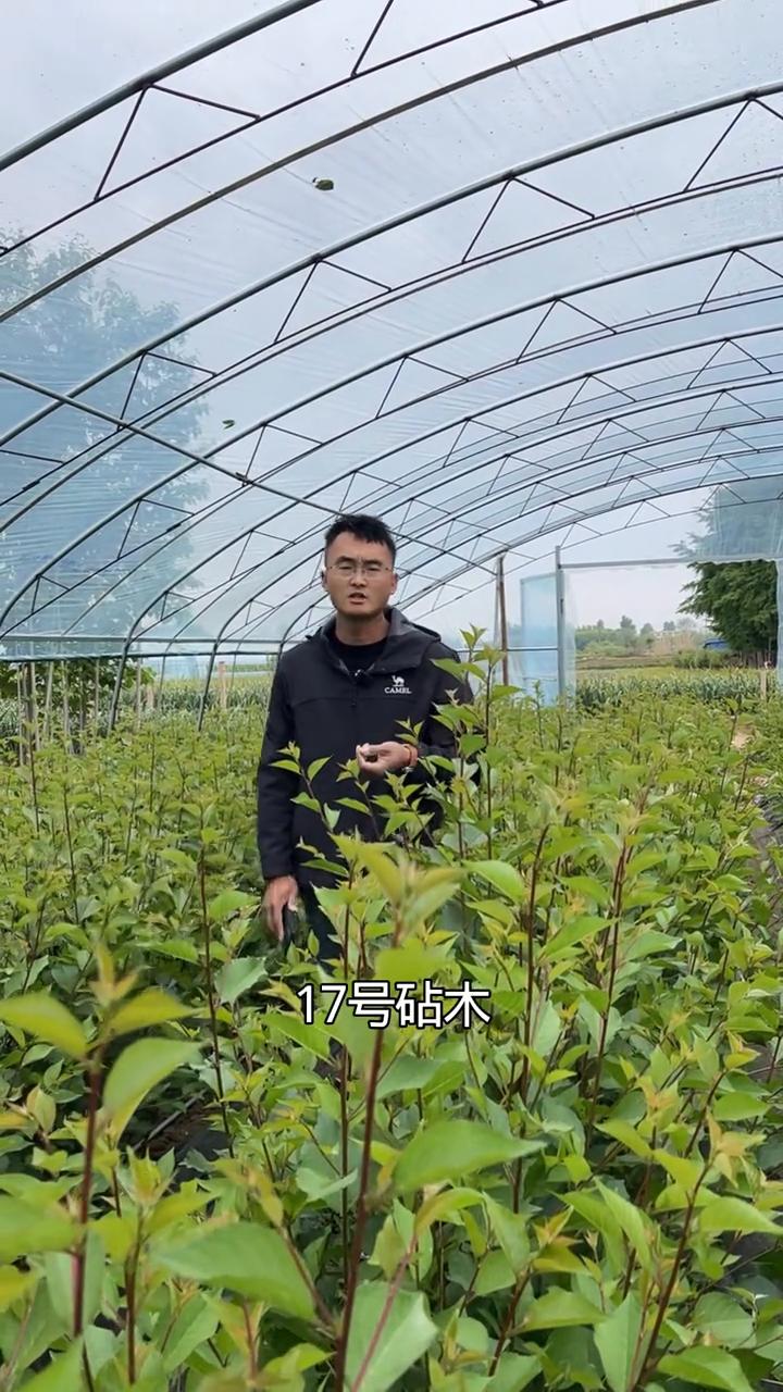 G17砧木苗为何值得发展？同样都是大樱桃枕木，为什么很多朋友喜欢发展吉塞拉17