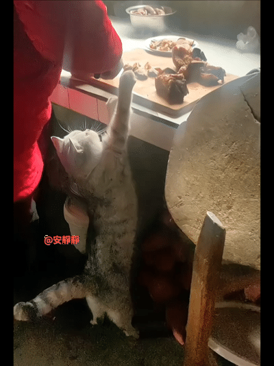 碰的是主人的手，而不是主人的菜板上的肉，猫猫真的好乖啊