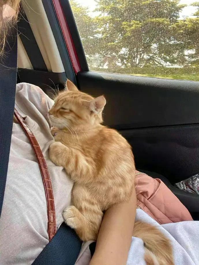 猫咪坐车车出门玩，后来累到睡着了...