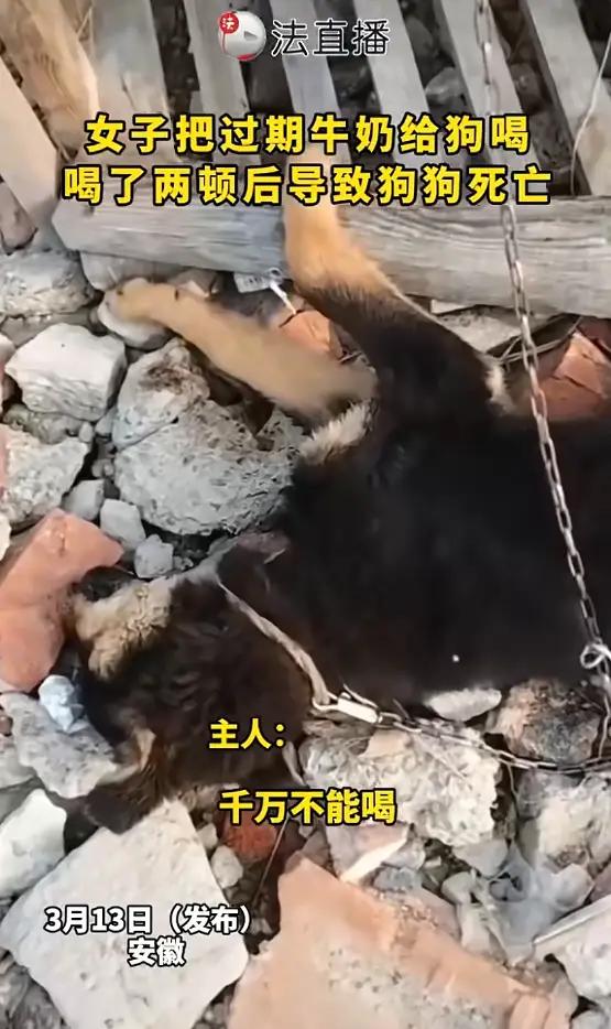 过期牛奶毒死宠物狗！在安徽的一个普通家庭里，一场因“惜物”而引发的悲剧悄然上