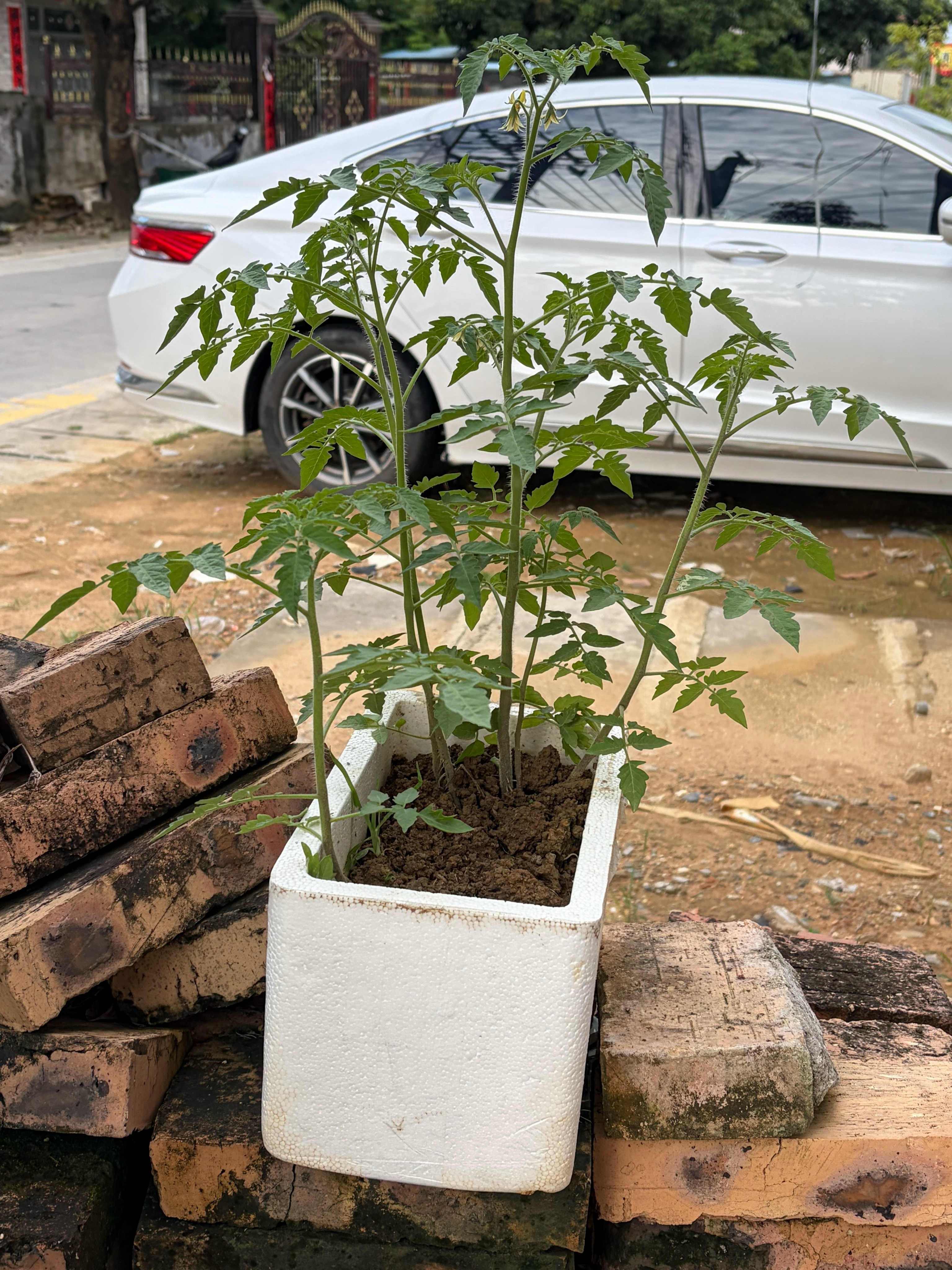 当时还在想，种的菜长太多吃不完怎么办，拿到菜市场去卖吗。然后种了10几个品种，一