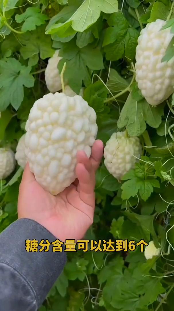 你肯定吃过苹果，也肯定吃过苦瓜，那么你吃过这种苹果苦瓜吗？它既是一种水果，又是一