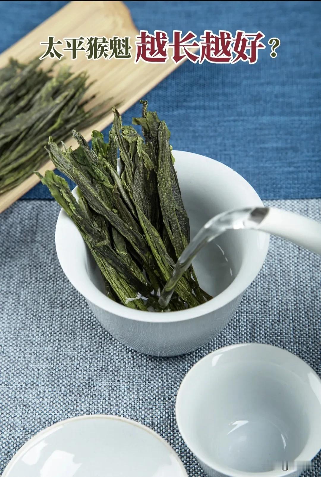 太平猴魁的“大长腿”陷阱！别再被忽悠了！🍃谷雨至，猴魁鲜。每年谷雨时