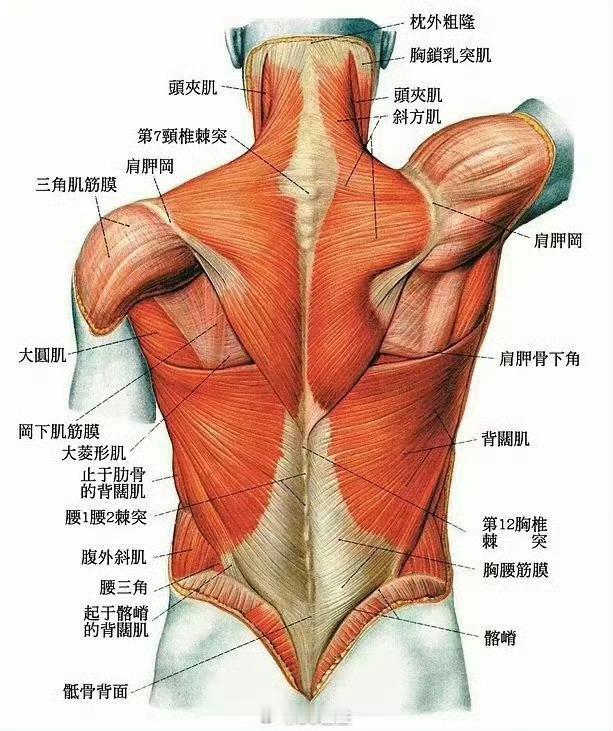 腰背疼痛背部肌肉解剖图，是不是有一种对称美刚好，结合这张图来说说，大家目前有没