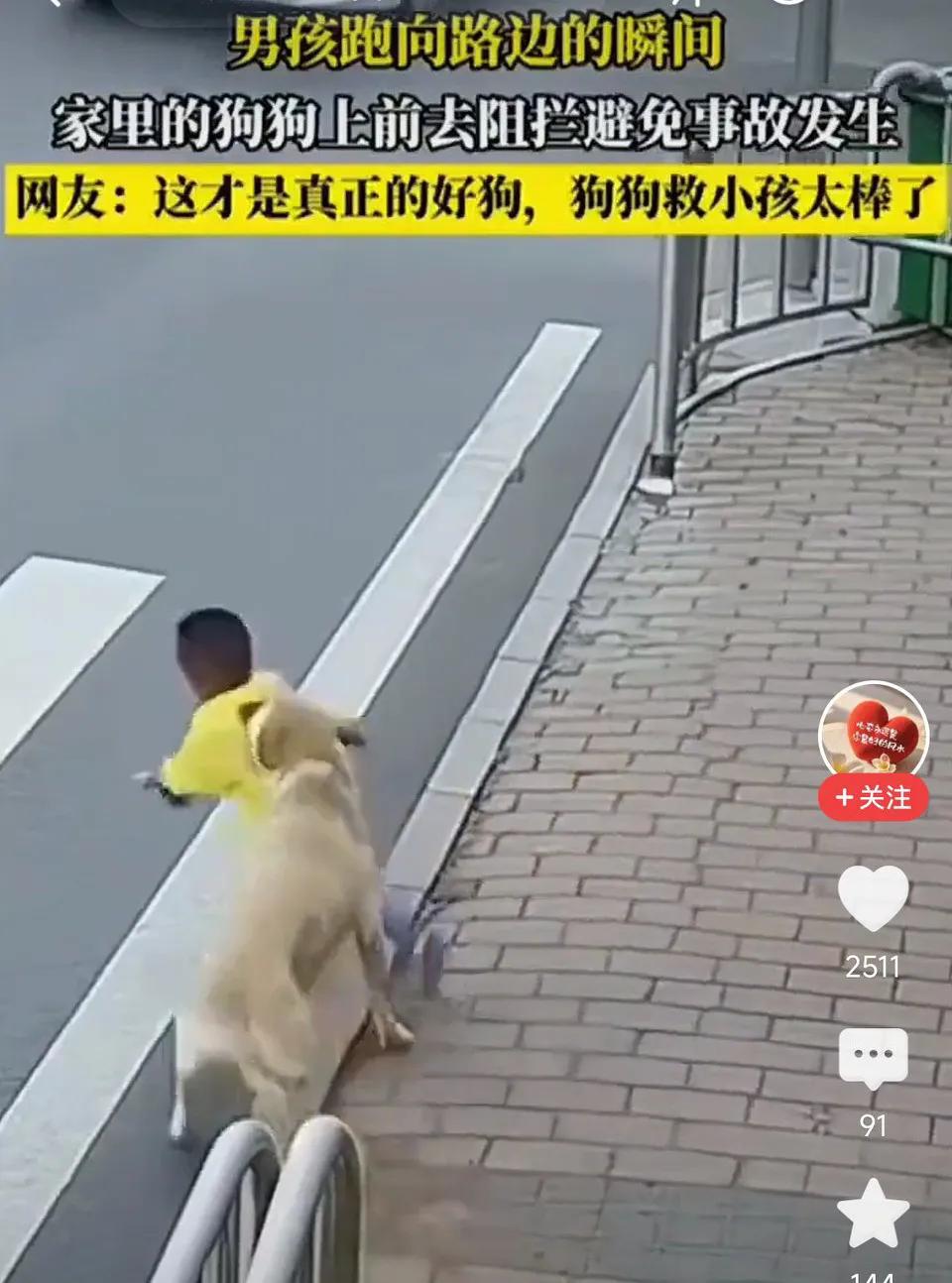 危机一秒!忠诚狗狗“以身犯险”，救下冲向马路的男童！多亏狗狗，要不然后果真不敢