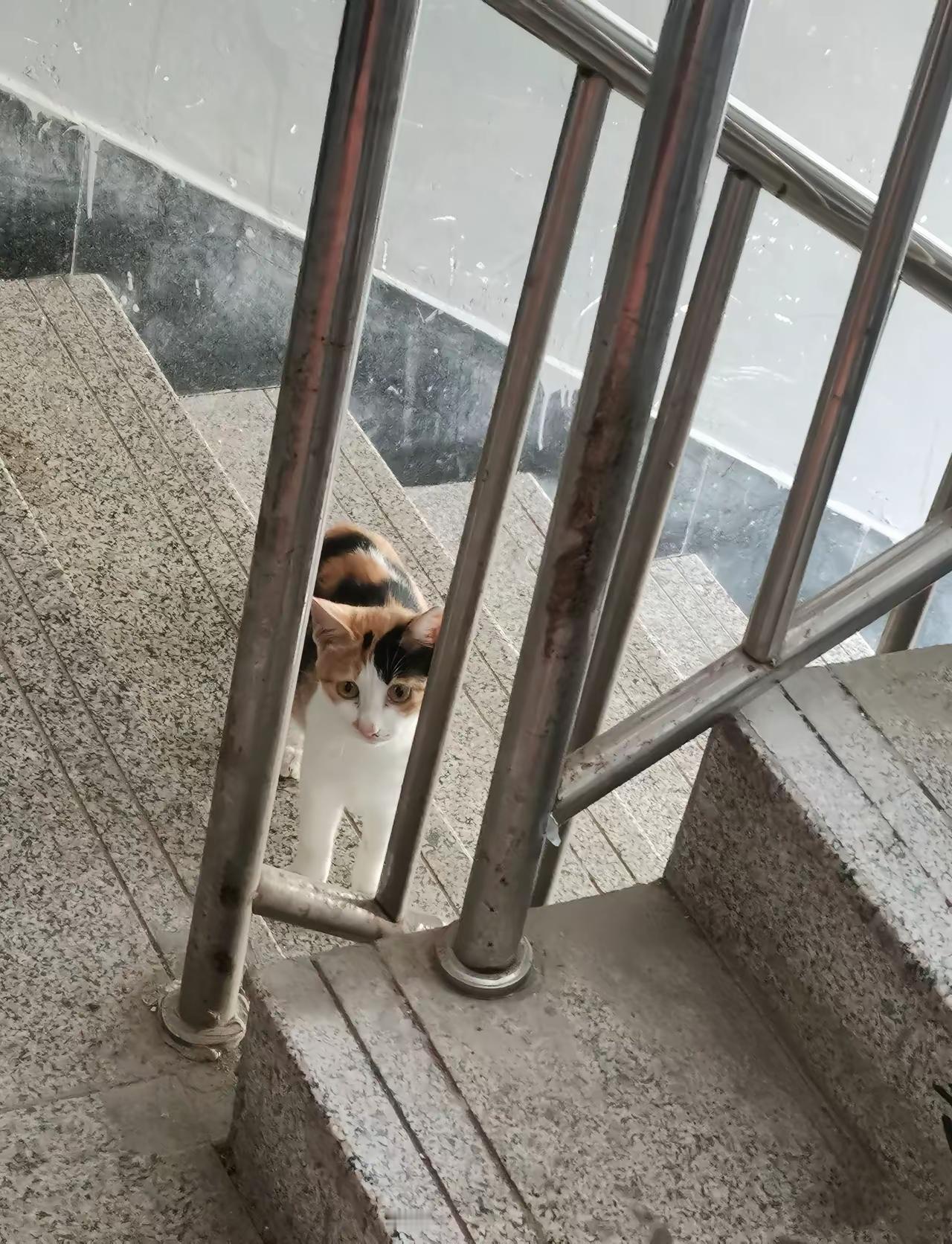 温馨提示，千万不要心软，投喂小区里的流浪猫。一网友说！​它不仅会记住你，还
