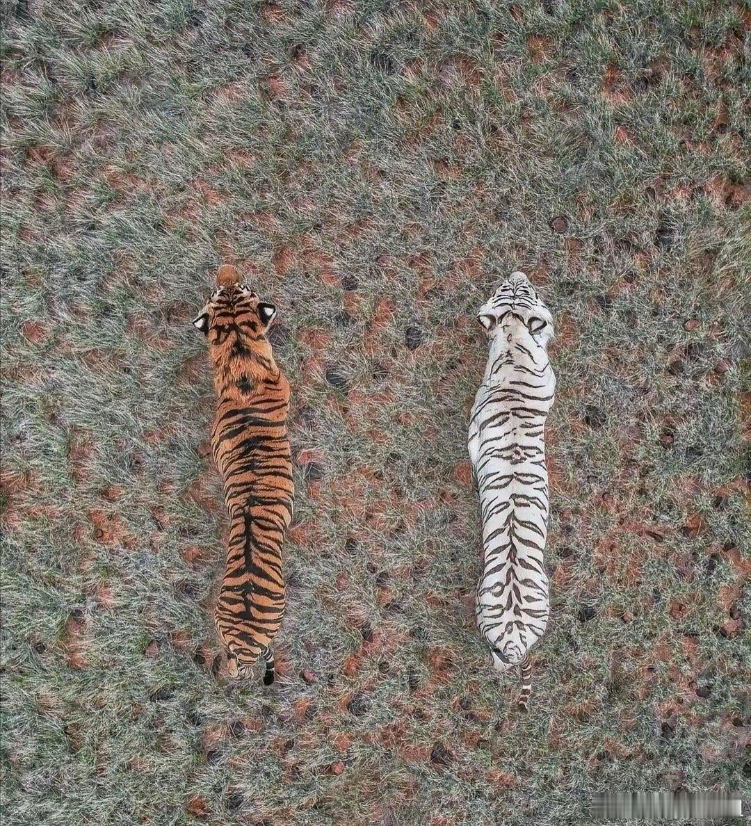 现在知道古人为什么叫它大虫了。