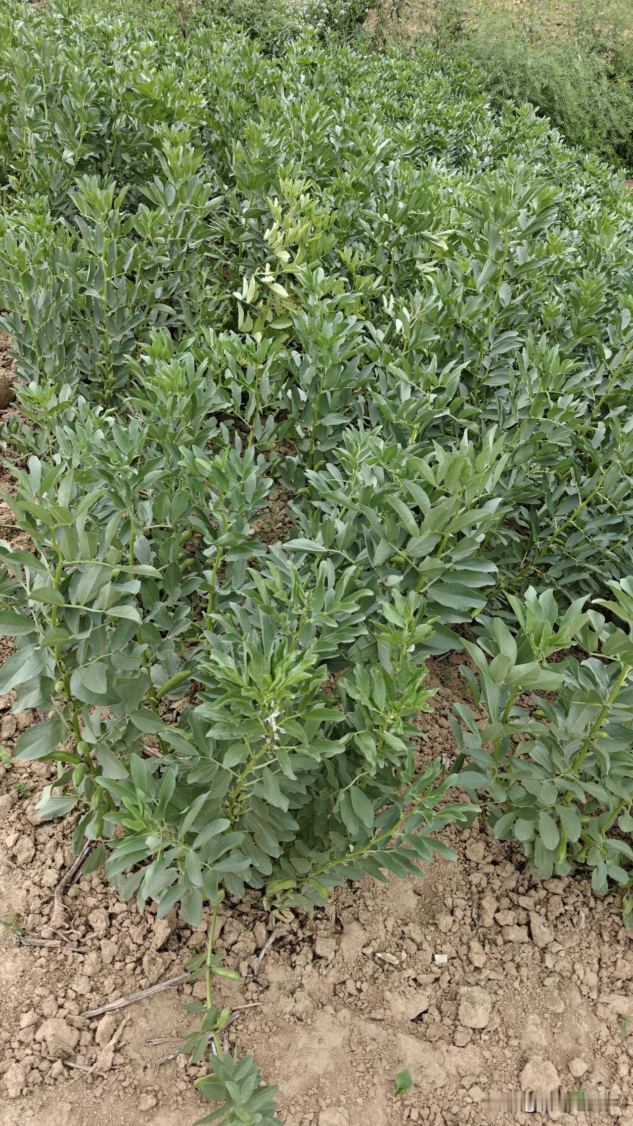 今年的蚕豆只长秧子不长角想吃嫩豆米只有买。老家种了点蚕豆，算是长“疯”了，枝