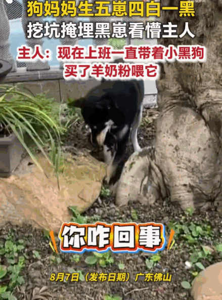 真够狠心的！广东佛山，一女子家母狗顺利产下5只幼崽，恰好4白1黑，其中一只小白狗