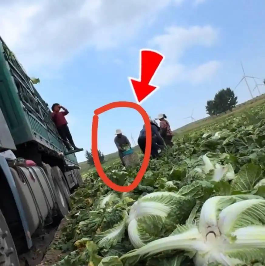 太缺德了！8月22日，河北张家口被曝有收购商给大白菜“蘸甲醛”保鲜，白菜根部往溶