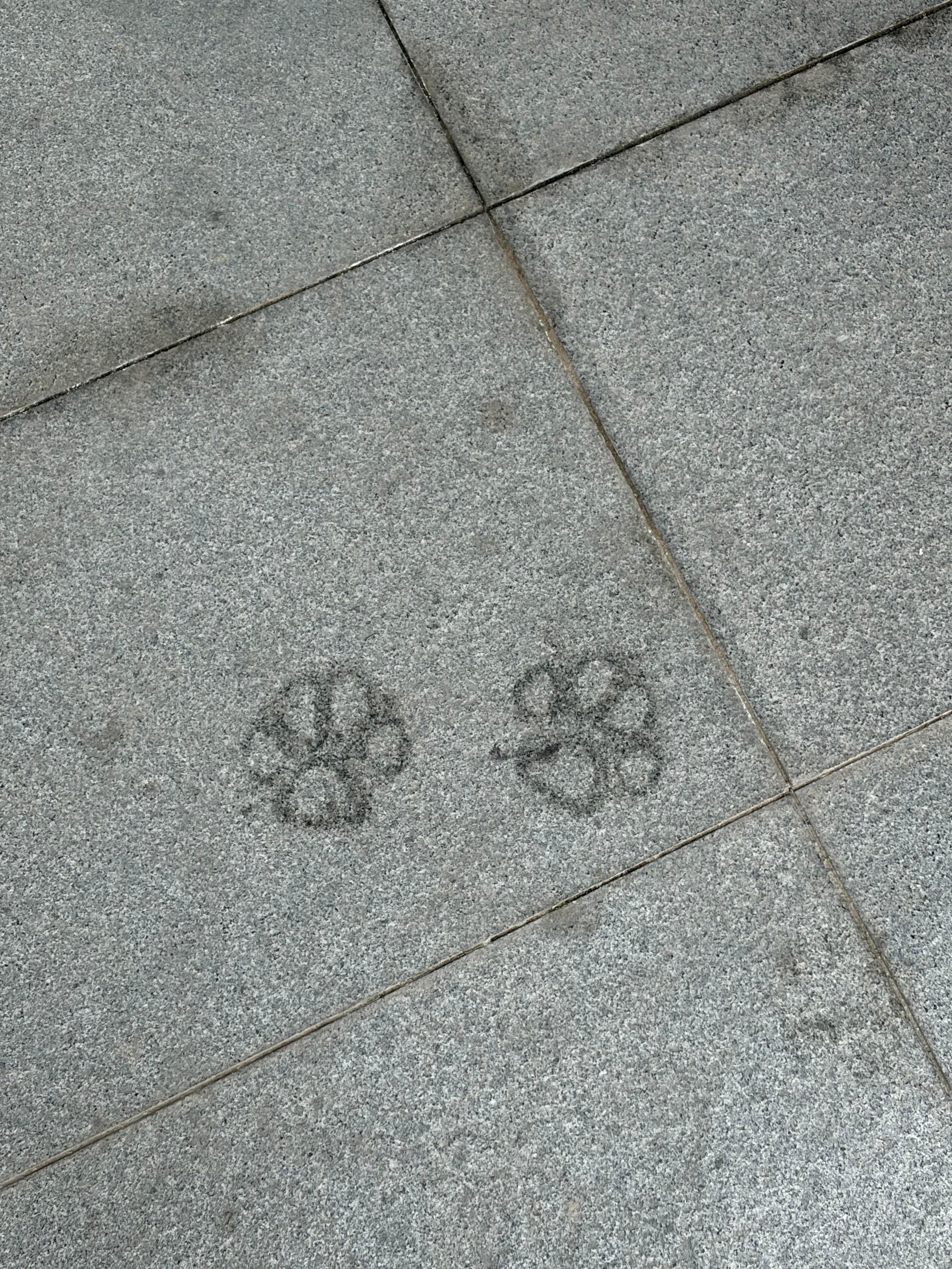 汗脚小狗一紧张出汗了