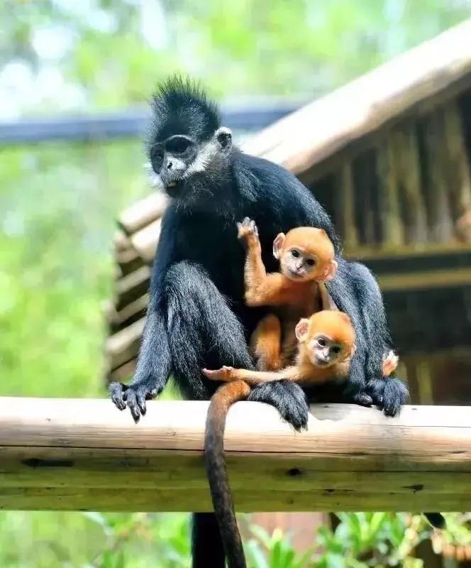 上林惊现珍稀黑叶猴全家福！全球不足2000只，金色幼崽萌化全网近日，一则重磅