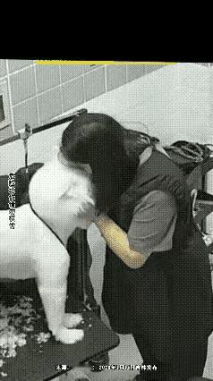 刚洗完香喷喷的萨摩耶，女主人一口亲上去，下一秒悲剧发生！不少养狗的人，都把家