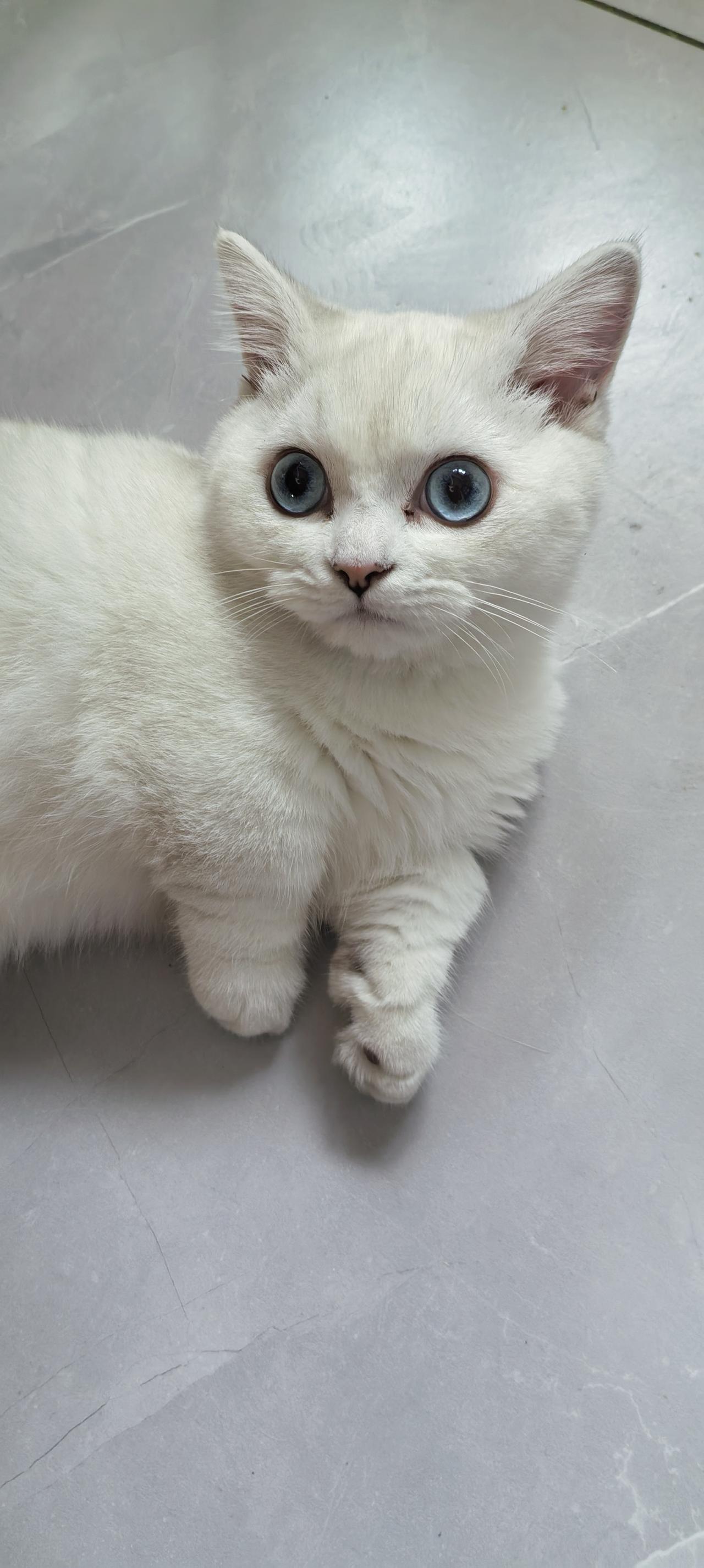 从来没见过这么乖的小猫咪，乖到让我都忍不住想多看几眼。其实，我一直都不是猫的粉丝