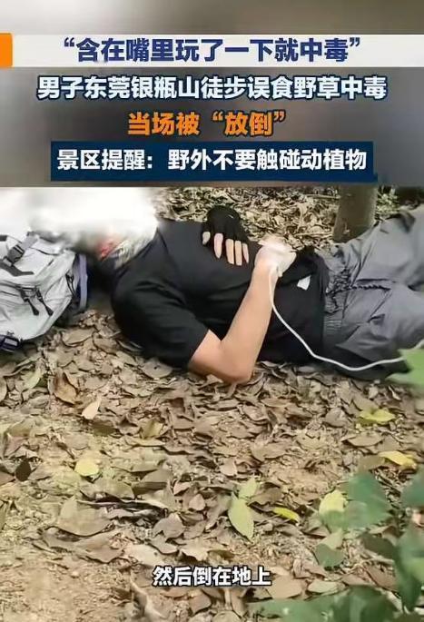🌙“悲剧还是发生了！”广东东莞，一男子徒步途中，随手扯了一片路边的一株野草叶子