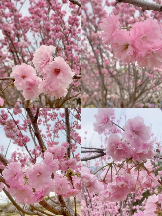 🌸盈香生态园的樱花盛宴，错过等一年！