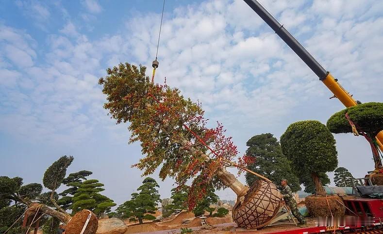 山东，一吊车师傅帮人移栽树木，活干完了，主人拿出800元工钱，吊车师傅刚要接，突