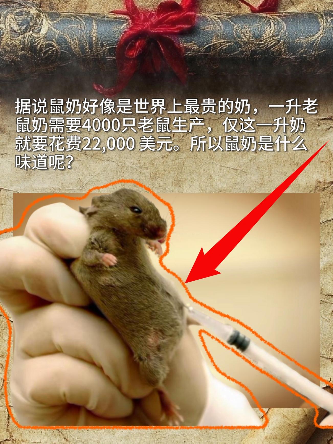 据说鼠奶好像是世界上最贵的奶，一升老鼠奶需要4000只老鼠生产，仅这一...