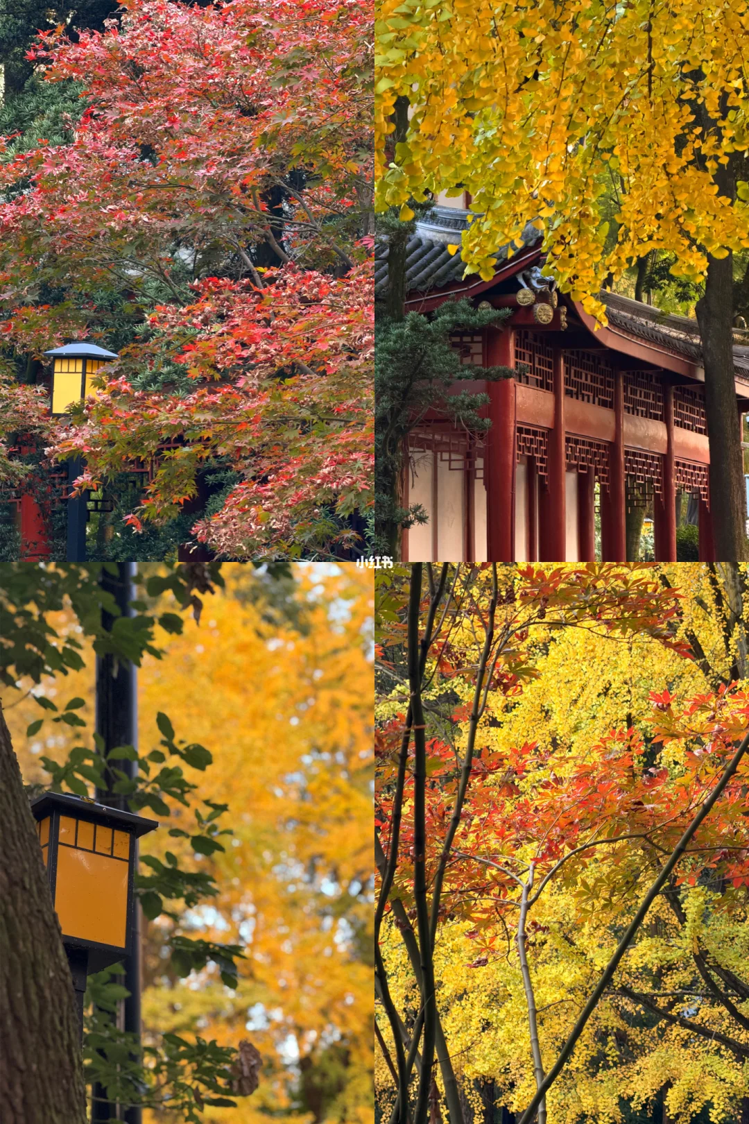 11.15实况🍁成都的秋日进度条已经100%