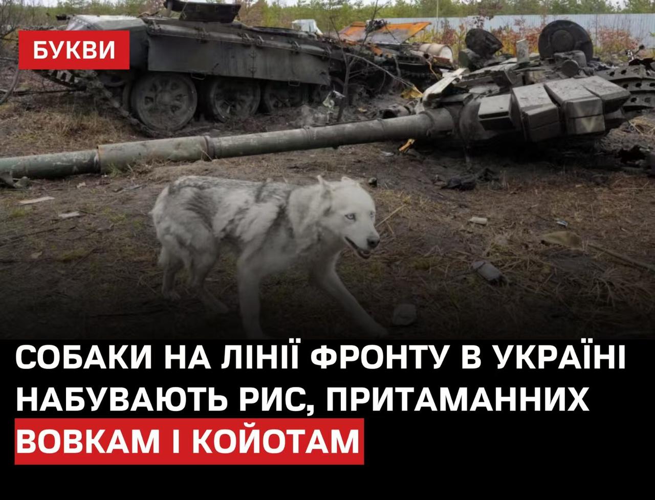 美国人研究范围还是真广泛，纽约时报报道，俄乌战争近4年，顿巴斯地区的流浪狗都发生