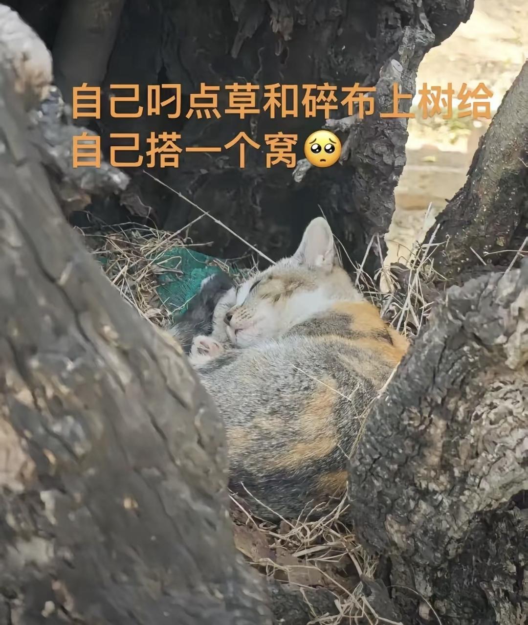 那天在公园看见一个大哥蹲在树边，给一只流浪猫搭窝。又是草又是布的，冻得手通红。他