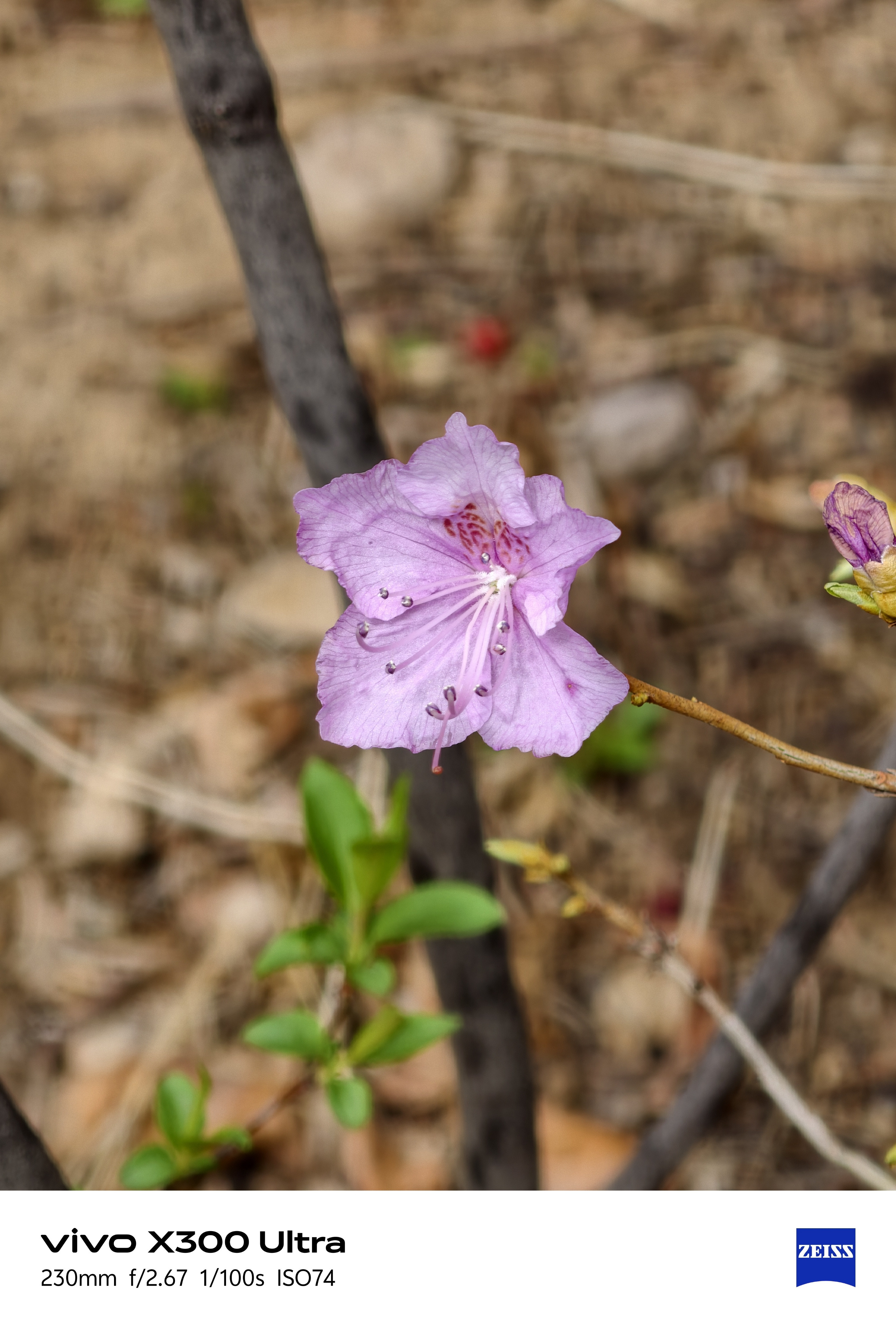 经过我的设置后，三星GalaxyS26Ultra的10倍表现和vivoX