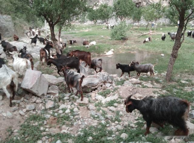湖南湘潭，刘某开车跑神，车子冲入李某的羊群，当场撞死了54只山羊，造成99290